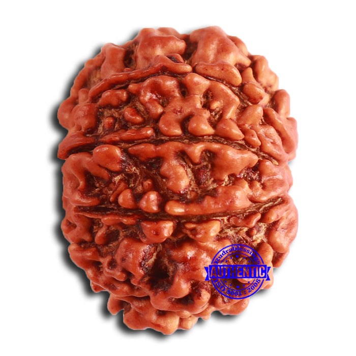 8 Mukhi Nepalese Rudraksha - Bead No. 359