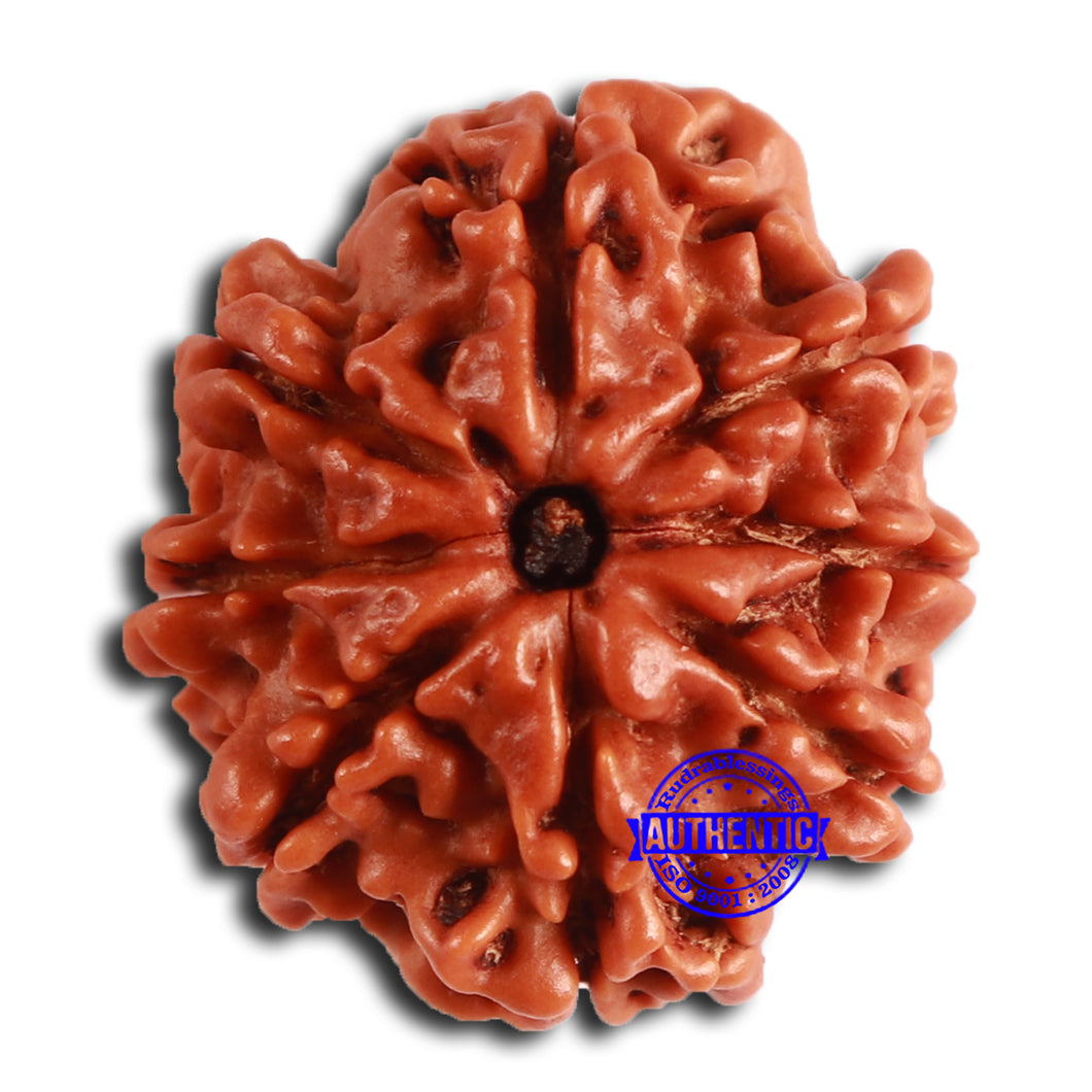 8 Mukhi Nepalese Rudraksha - Bead No. 362