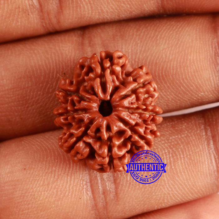 8 Mukhi Nepalese Rudraksha - Bead No. 364