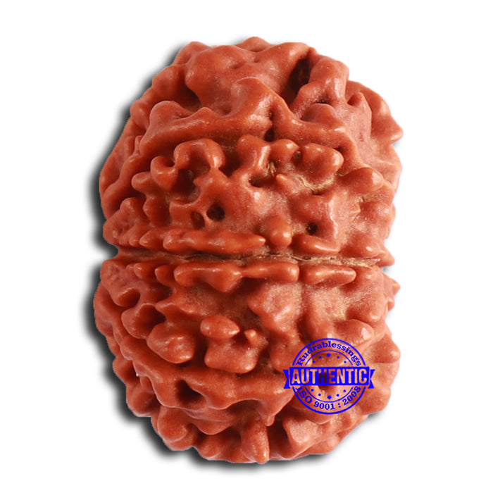 8 Mukhi Nepalese Rudraksha - Bead No. 364
