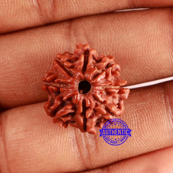 8 Mukhi Nepalese Rudraksha - Bead No. 365