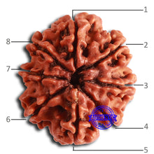Load image into Gallery viewer, 8 Mukhi Nepalese Rudraksha - Bead No. 366
