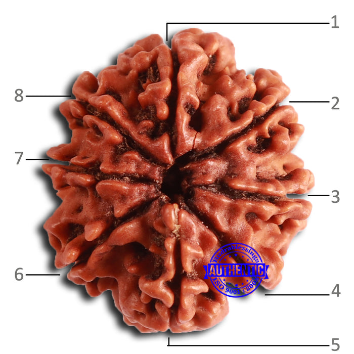 8 Mukhi Nepalese Rudraksha - Bead No. 366