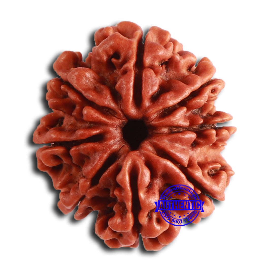 8 Mukhi Nepalese Rudraksha - Bead No. 366