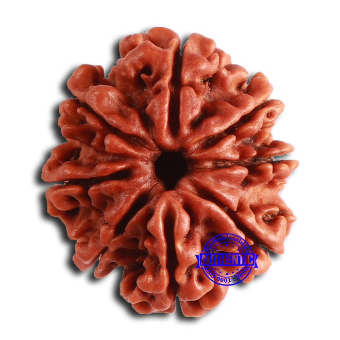 8 Mukhi Nepalese Rudraksha - Bead No. 366