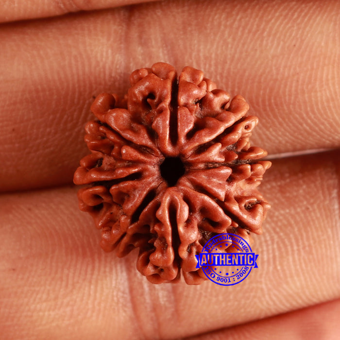 8 Mukhi Nepalese Rudraksha - Bead No. 366