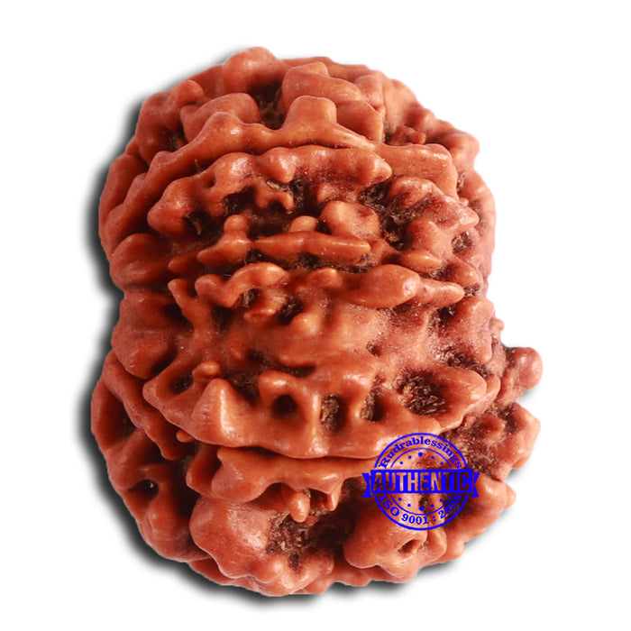 8 Mukhi Nepalese Rudraksha - Bead No. 366