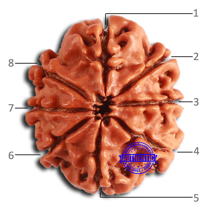 8 Mukhi Nepalese Rudraksha - Bead No. 367