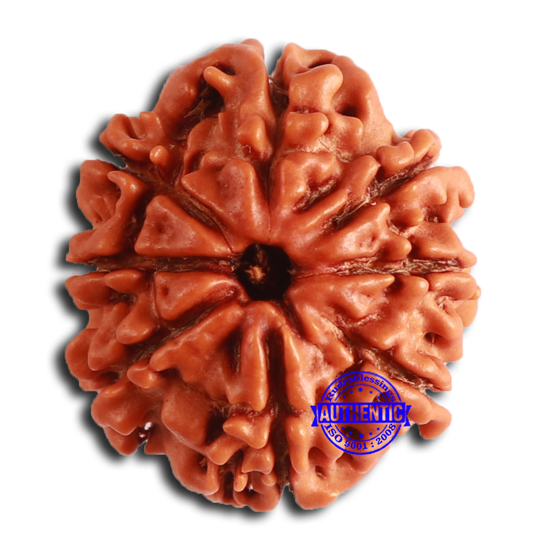 8 Mukhi Nepalese Rudraksha - Bead No. 367