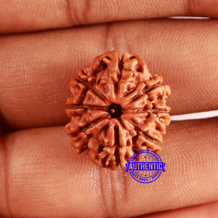 8 Mukhi Nepalese Rudraksha - Bead No. 367