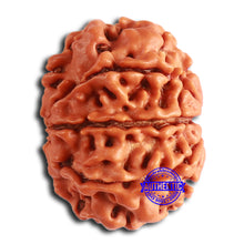 Load image into Gallery viewer, 8 Mukhi Nepalese Rudraksha - Bead No. 367
