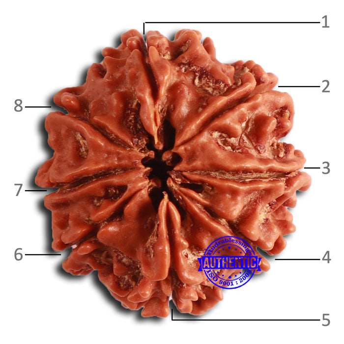 8 Mukhi Nepalese Rudraksha - Bead No. 368