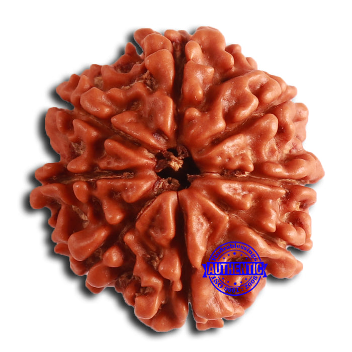 8 Mukhi Nepalese Rudraksha - Bead No. 368
