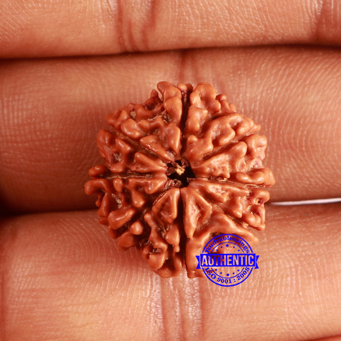 8 Mukhi Nepalese Rudraksha - Bead No. 368