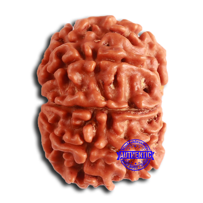 8 Mukhi Nepalese Rudraksha - Bead No. 368