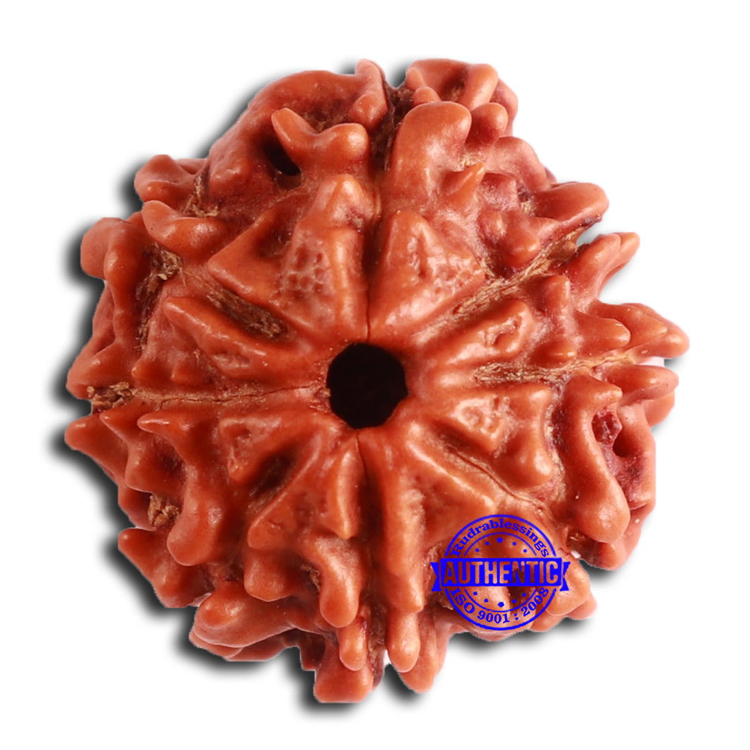 8 Mukhi Nepalese Rudraksha - Bead No. 369