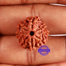 Load image into Gallery viewer, 8 Mukhi Nepalese Rudraksha - Bead No. 369
