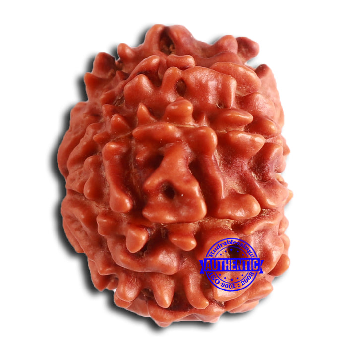 8 Mukhi Nepalese Rudraksha - Bead No. 369