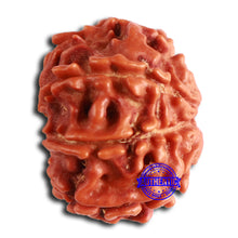 Load image into Gallery viewer, 8 Mukhi Nepalese Rudraksha - Bead No. 369
