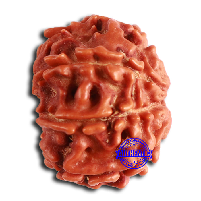8 Mukhi Nepalese Rudraksha - Bead No. 369