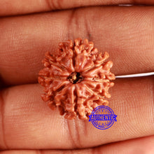 Load image into Gallery viewer, 8 Mukhi Nepalese Rudraksha - Bead No. 370
