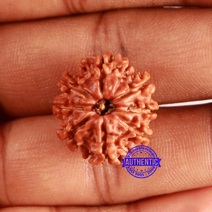 8 Mukhi Nepalese Rudraksha - Bead No. 370