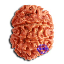 Load image into Gallery viewer, 8 Mukhi Nepalese Rudraksha - Bead No. 370
