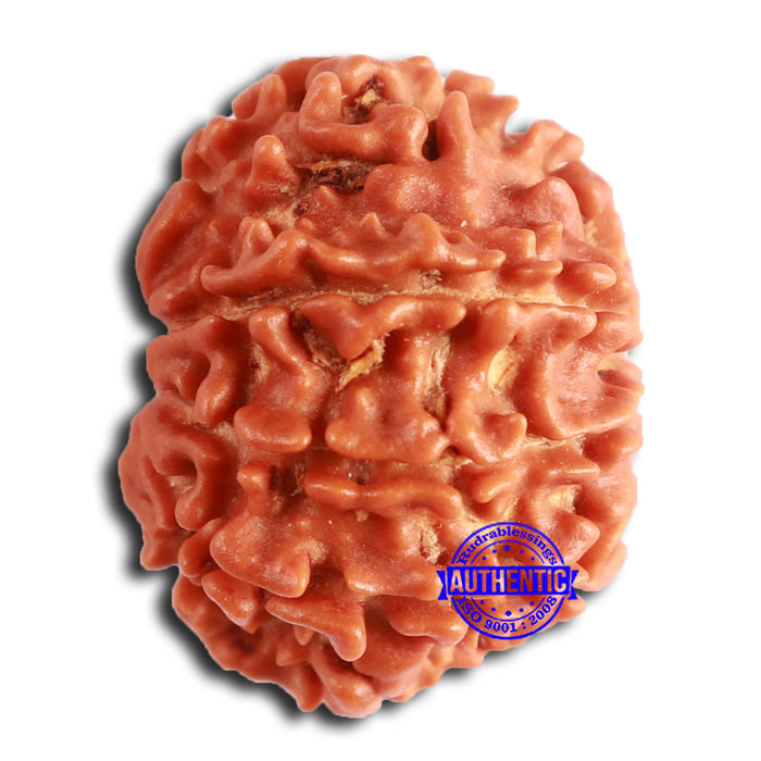 8 Mukhi Nepalese Rudraksha - Bead No. 370