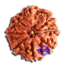 Load image into Gallery viewer, 8 Mukhi Nepalese Rudraksha - Bead No. 371

