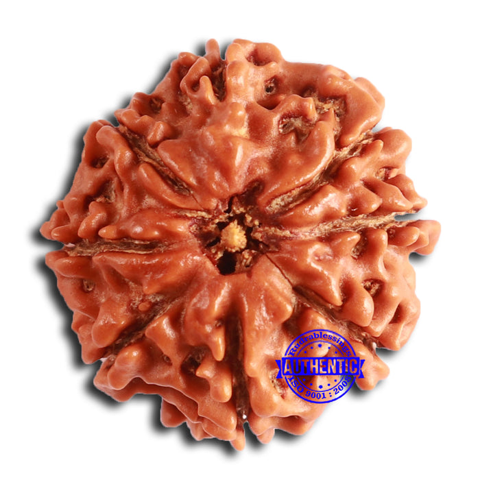 8 Mukhi Nepalese Rudraksha - Bead No. 371