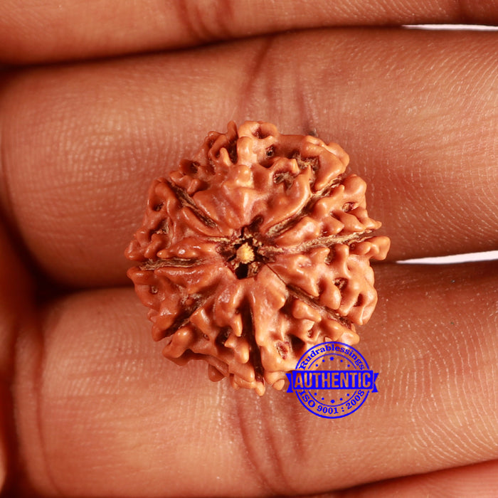 8 Mukhi Nepalese Rudraksha - Bead No. 371