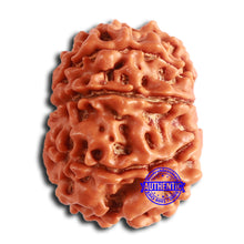 Load image into Gallery viewer, 8 Mukhi Nepalese Rudraksha - Bead No. 371
