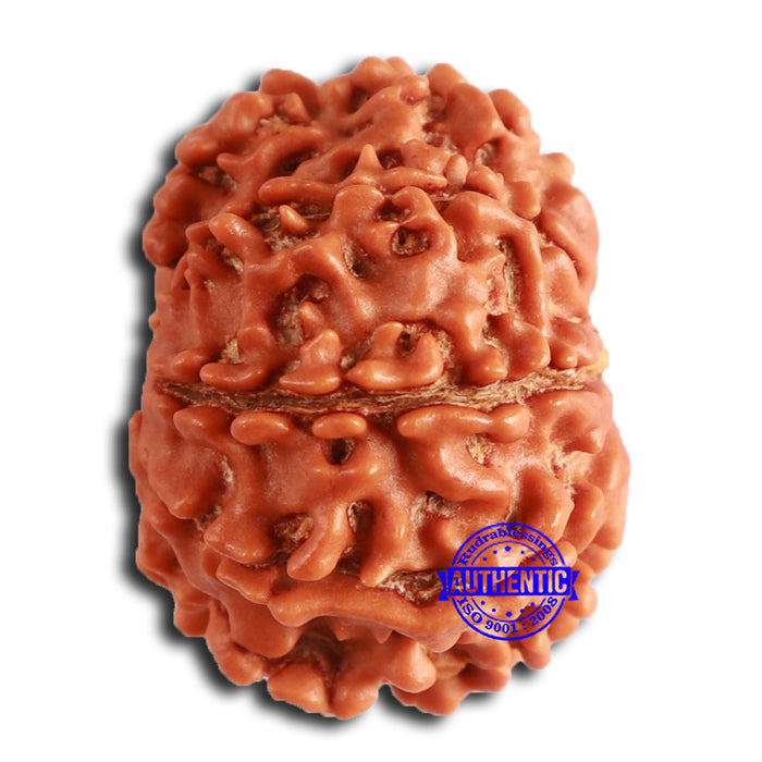 8 Mukhi Nepalese Rudraksha - Bead No. 371
