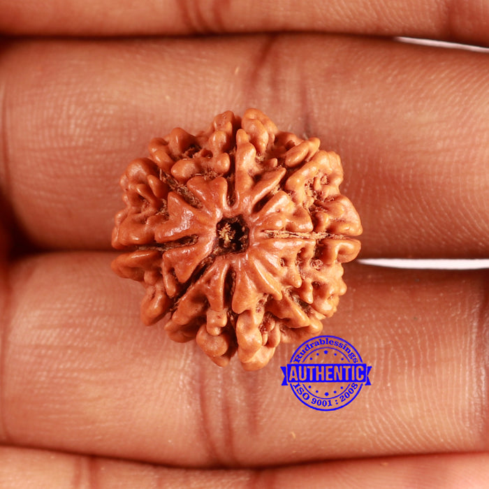 8 Mukhi Nepalese Rudraksha - Bead No. 373