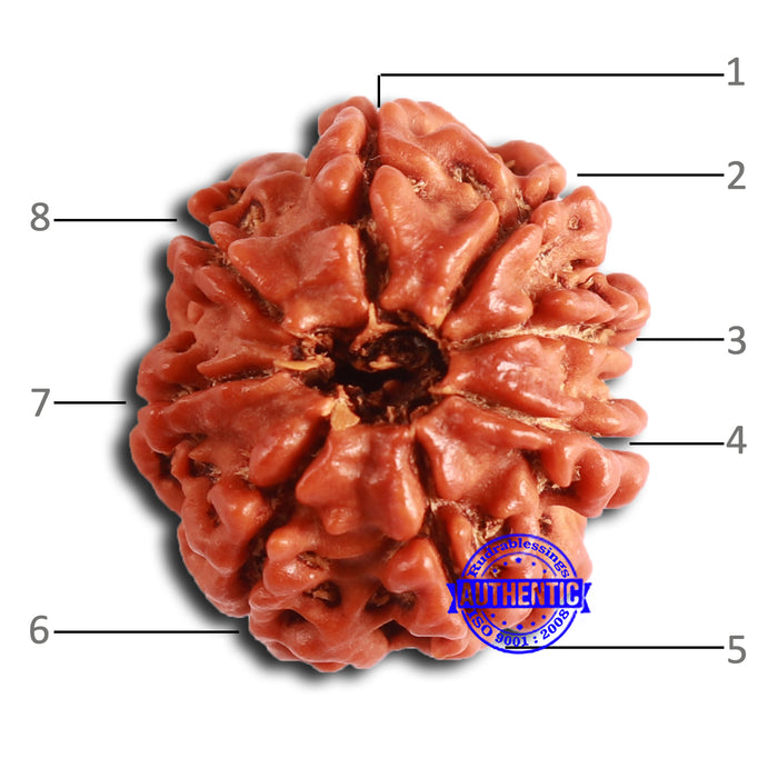 8 Mukhi Nepalese Rudraksha - Bead No. 376