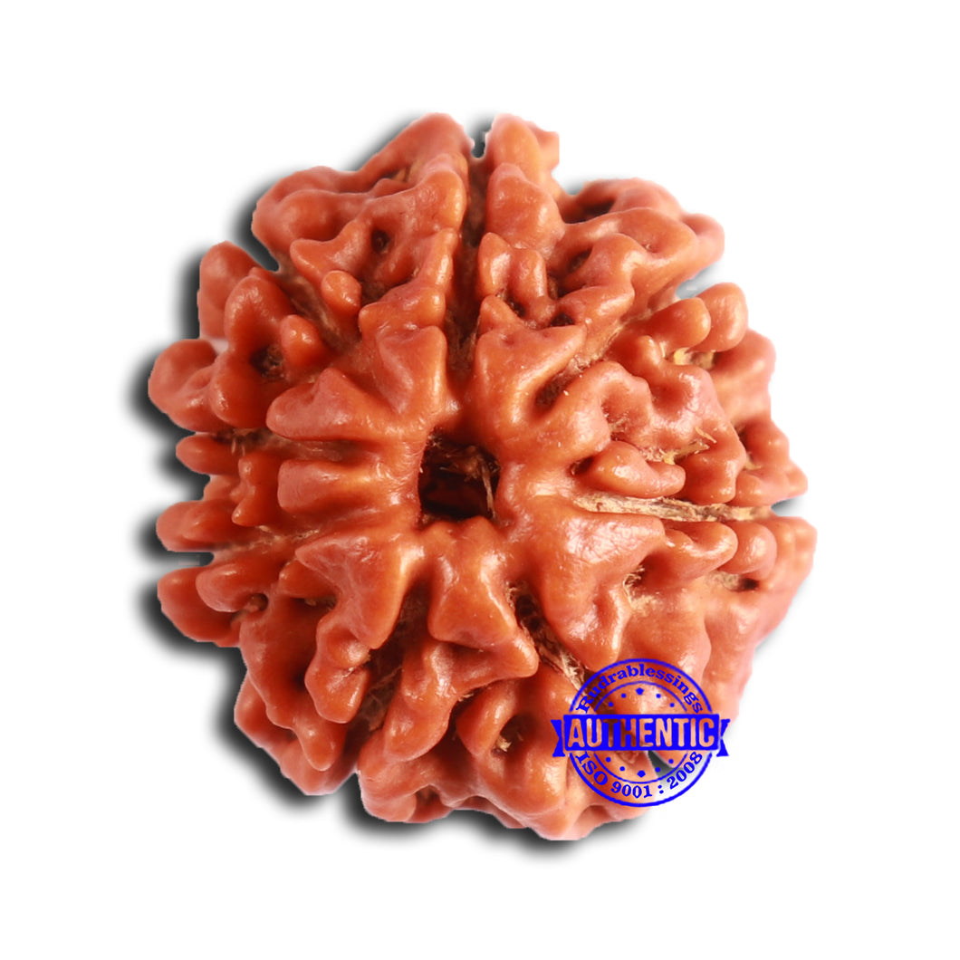8 Mukhi Nepalese Rudraksha - Bead No. 376