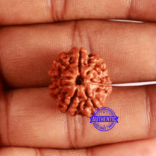 Load image into Gallery viewer, 8 Mukhi Nepalese Rudraksha - Bead No. 376
