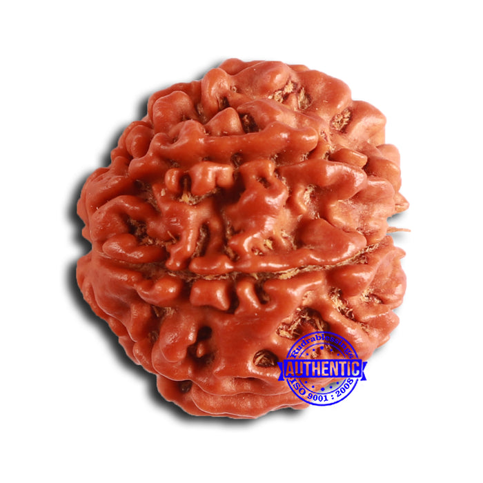 8 Mukhi Nepalese Rudraksha - Bead No. 376