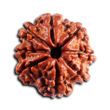 Load image into Gallery viewer, 8 Mukhi Nepalese Rudraksha - Bead No. 445
