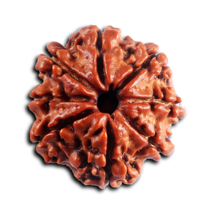 8 Mukhi Nepalese Rudraksha - Bead No. 445