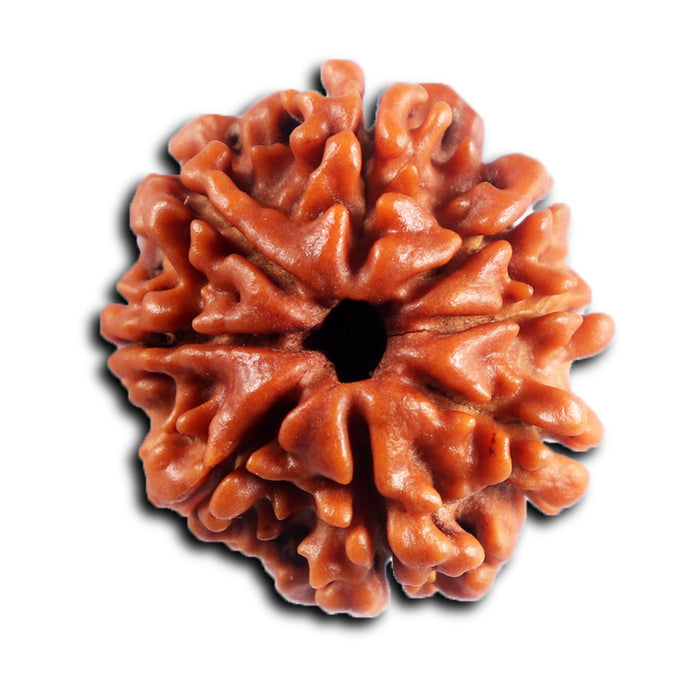 8 Mukhi Nepalese Rudraksha - Bead No.446