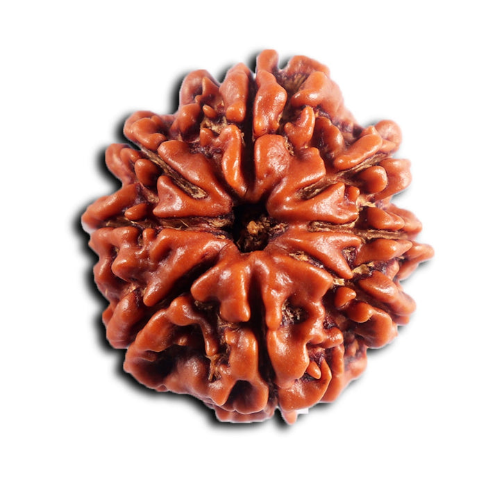 8 Mukhi Nepalese Rudraksha - Bead No.448