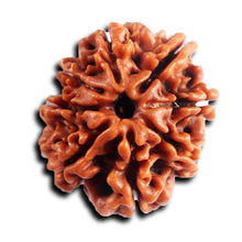 Load image into Gallery viewer, 8 Mukhi Nepalese Rudraksha - Bead No. 449
