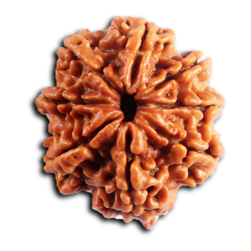 8 Mukhi Nepalese Rudraksha - Bead No. 450