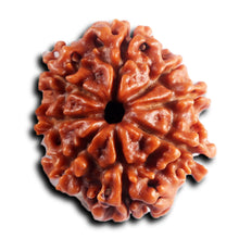 Load image into Gallery viewer, 8 Mukhi Nepalese Rudraksha - Bead No.451
