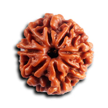 Load image into Gallery viewer, 8 Mukhi Nepalese Rudraksha - Bead No. 452
