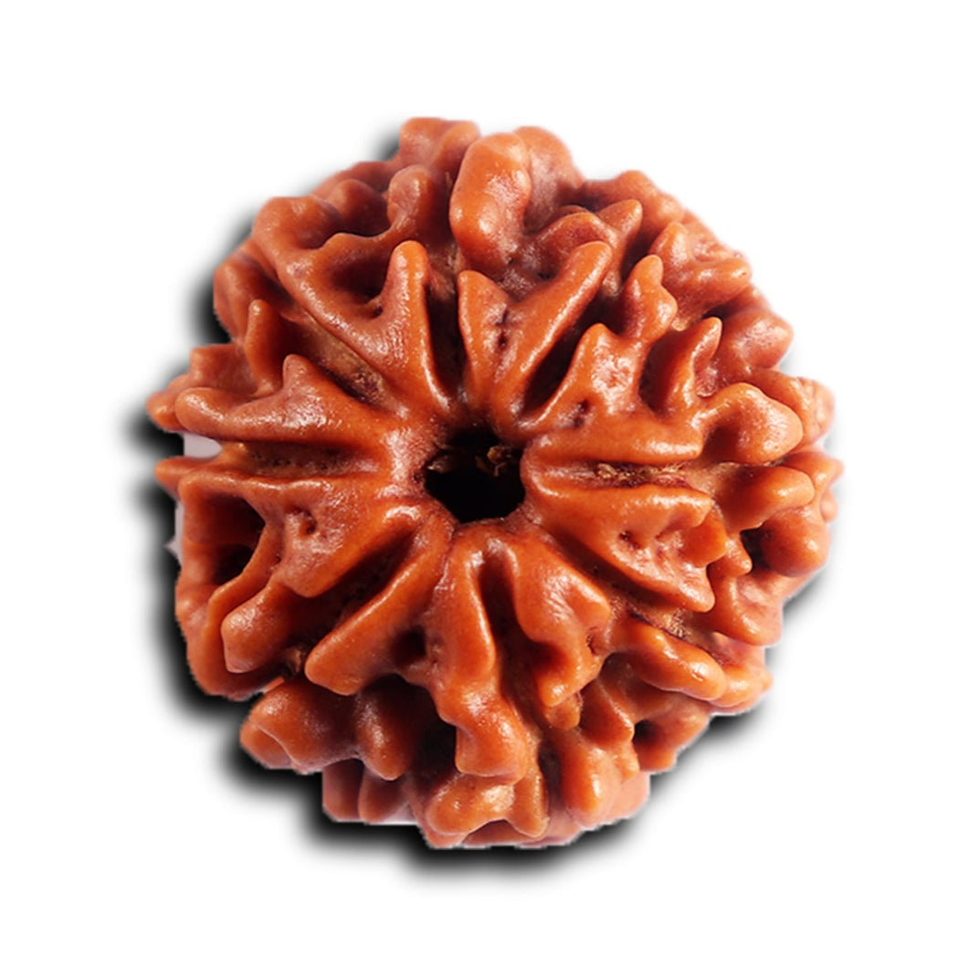 8 Mukhi Nepalese Rudraksha - Bead No. 452