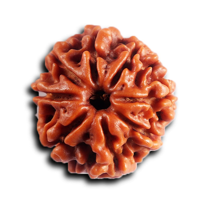 8 Mukhi Nepalese Rudraksha - Bead No. 452