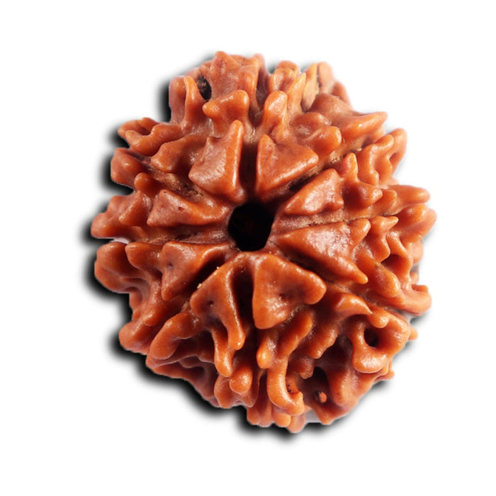 8 Mukhi Nepalese Rudraksha - Bead No. 453