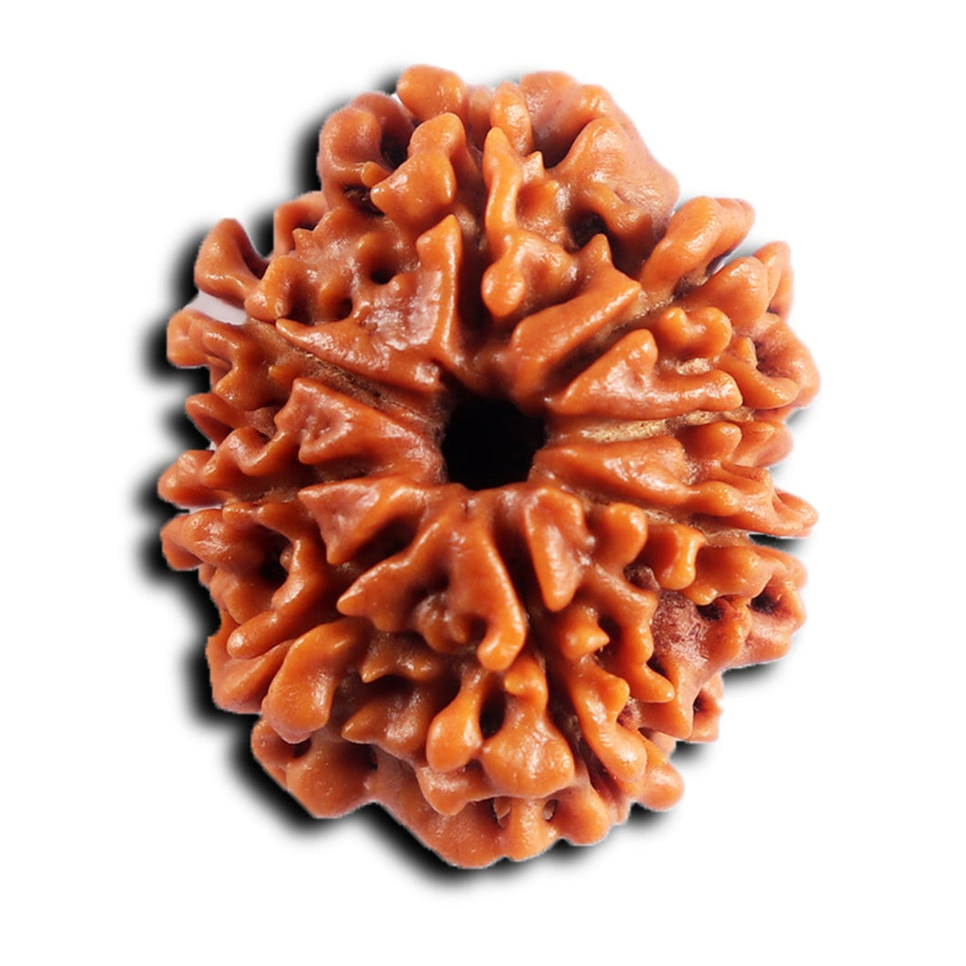 8 Mukhi Nepalese Rudraksha - Bead No.454